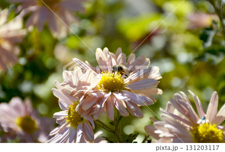 a bee pollinates an autumn flower in the rays of the sun at sunset a bee pollinates an autumn flower in the rays of the sun at sunset 131203117