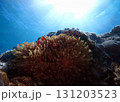 石垣島海底に潜む番のクマノミ 131203523