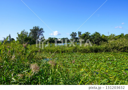 ヘラブナ広場の奥の方の沼を見て（岩見沢市北村・北村中央公園） 131203632