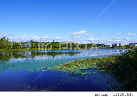 ヘラブナ広場の奥の方の沼を見て(岩見沢市北村・北村中央公園) ヘラブナ広場の奥の方の沼を見て(岩見沢市北村・北村中央公園) 131203635