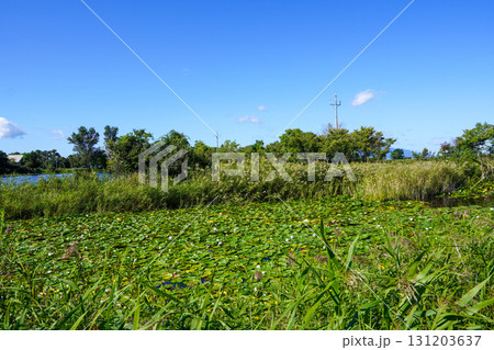 ヘラブナ広場の奥の方の沼を見て(岩見沢市北村・北村中央公園) ヘラブナ広場の奥の方の沼を見て(岩見沢市北村・北村中央公園) 131203637