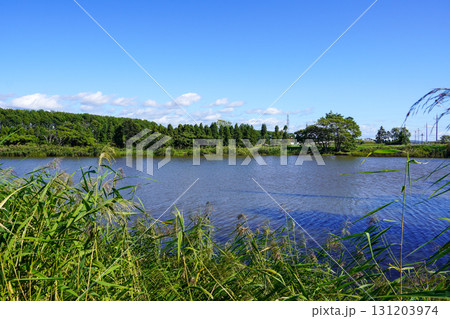 ヘラブナ広場の奥の方の沼を見て（岩見沢市北村・北村中央公園） 131203974