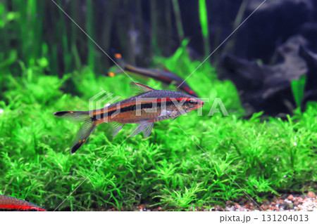 Denisons barb fish with stripe swimming and water plants in aquarium, side view 131204013