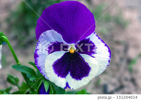 Pansy Cello Purple Blotched blooming. Bright Viola wirttrockiana 'Mariposa Violet Face' flowers grow in spring garden 131204014