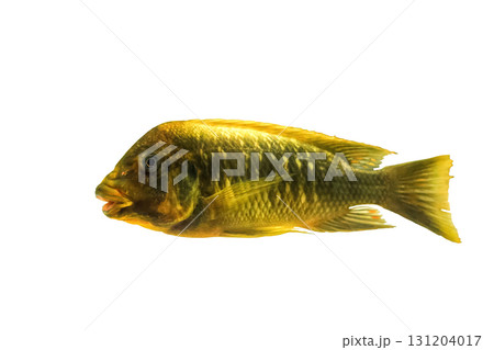 Petrochromis trewavasae cichlid fish isolated on white background, side view 131204017
