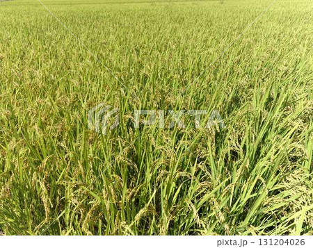 稲穂　稲　新米　秋 131204026