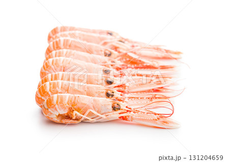 Scampi langoustine isolated on white background. 131204659