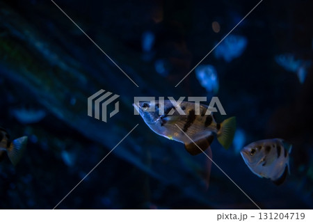 Underwater scene showcasing vibrant fish swimming in a dark environment. Underwater scene showcasing vibrant fish swimming in a dark environment. 131204719