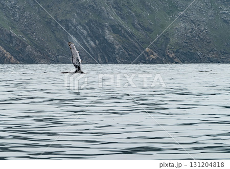 Humpback Whale, Megaptera novaeangliae, showing his fins and in Donegal Bay, Ireland 131204818