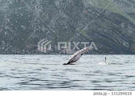 Humpback Whale, Megaptera novaeangliae, showing his fins and in Donegal Bay, Ireland 131204819
