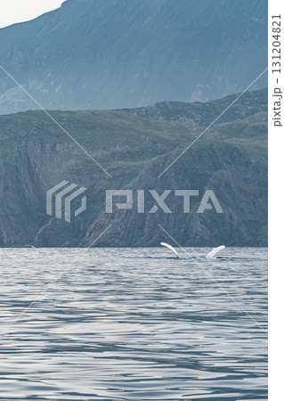 Humpback Whale, Megaptera novaeangliae, showing his fins and in Donegal Bay, Ireland Humpback Whale, Megaptera novaeangliae, showing his fins and in Donegal Bay, Ireland 131204821