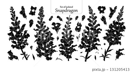 Set of Snapdragons flower in black silhouette, isolated on transparent background, hand-drawn botanical illustration. Set of Snapdragons flower in black silhouette, isolated on transparent background, hand-drawn botanical illustration. 131205413