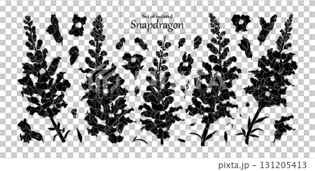 Set of Snapdragons flower in black silhouette, isolated on transparent background, hand-drawn botanical illustration. 131205413