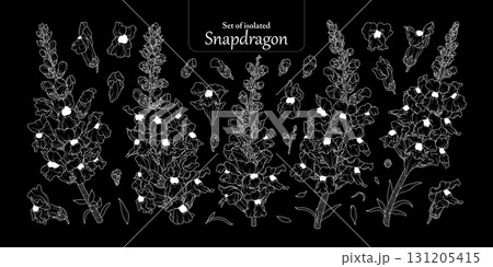 Set of Snapdragons flower in simple white outline, isolated on plain black background, hand-drawn botanical illustration. 131205415