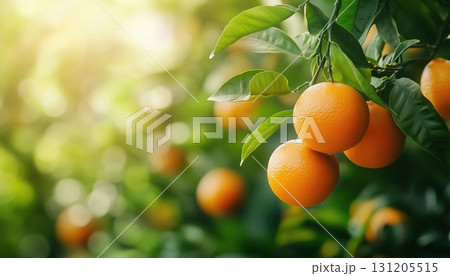 Lush Citrus Orchard 131205515