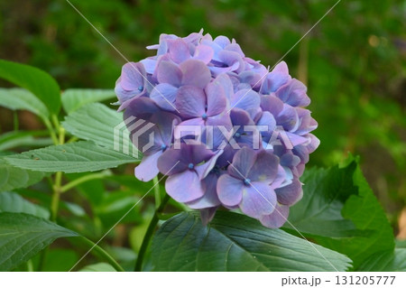写真素材：布引ハーブ園の紫陽花（あじさい） 131205777