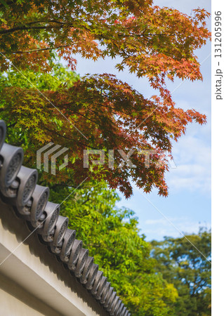 [姫路城西御屋敷跡庭園 好古園]色づき始めた紅葉 131205996