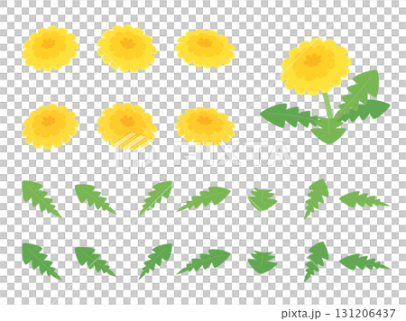 かわいいタンポポの花と葉っぱのイラスト素材セット 131206437
