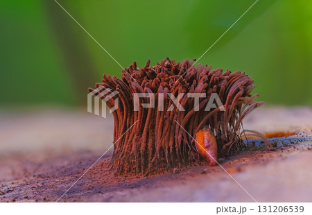 Chocolate tube slime mold - Stemonitis splendens 131206539