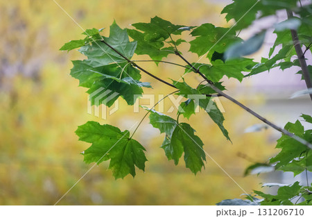 green maple leaves on a background of yellow foliage 131206710
