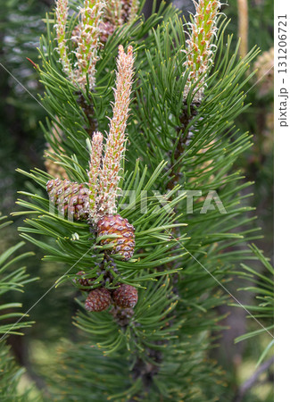Female and male flowers of Japanese black pine. Vertical photography 131206721