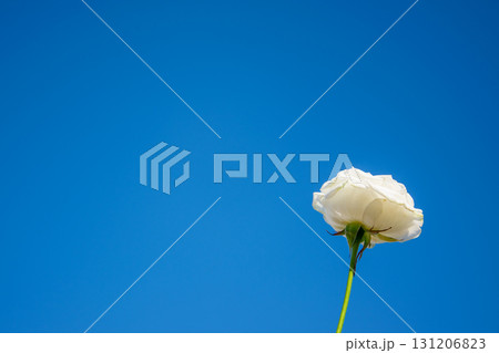 A single white rose stands tall against a bright blue sky, symbolizing beauty and serenity on a sunny spring day A single white rose stands tall against a bright blue sky, symbolizing beauty and serenity on a sunny spring day 131206823