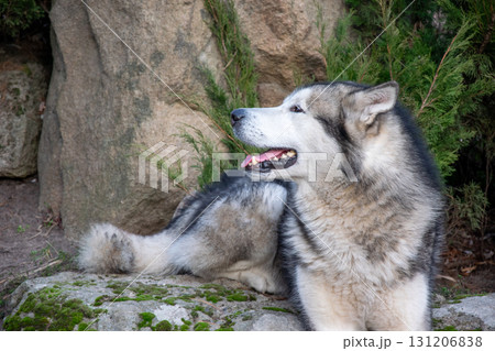 A large Alaskan Malamute relaxes on a mossy rock, surrounded by greenery and rocks during a sunny day outdoors A large Alaskan Malamute relaxes on a mossy rock, surrounded by greenery and rocks during a sunny day outdoors 131206838