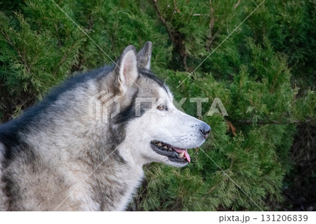 Alaskan Malamute enjoys a moment of calm, sitting peacefully beside vibrant green foliage in a natural landscape at dusk 131206839