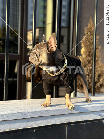 Dog stands proudly on a wooden surface wearing a black sweater and a gold chain, showcasing its fashionable style in a modern urban environment Dog stands proudly on a wooden surface wearing a black sweater and a gold chain, showcasing its fashionable style in a modern urban environment 131206841