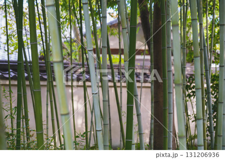 [姫路城西御屋敷跡庭園 好古園]竹林の美しい風景 131206936