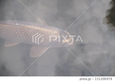 [姫路城西御屋敷跡庭園 好古園]金色の美しい立派な鯉 131206978