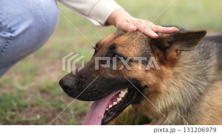 Gentle hand on a German Shepherd s head, Dog feels comfort and love, Owner shows care to their pet, Sunlight shining on fur, Petting session in the grass, Smiling dog with happy expression 131206979
