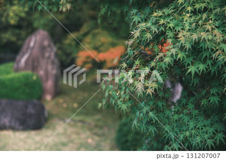 [姫路城西御屋敷跡庭園 好古園]青々とした紅葉 131207007