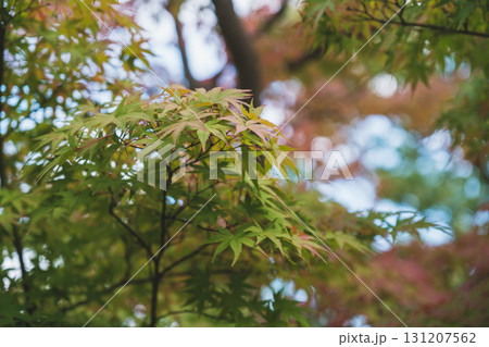 [姫路城西御屋敷跡庭園 好古園]色づく前の紅葉 131207562