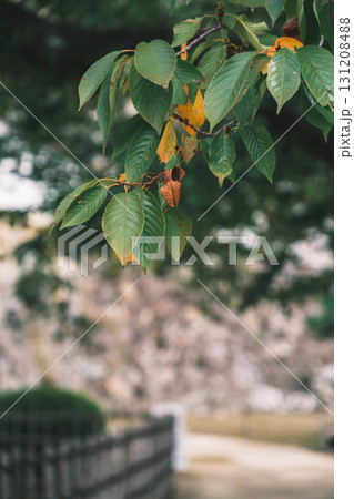 [姫路城]立派な葉っぱが印象的な植物 131208488