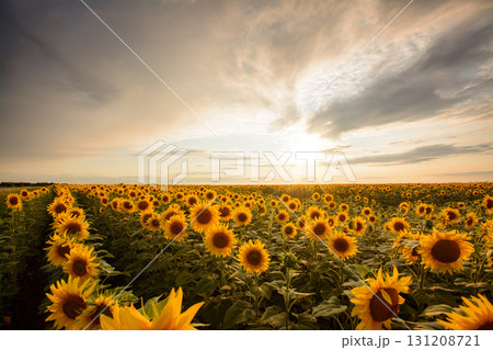 Field of blooming sunflowers against beautiful sunset Field of blooming sunflowers against beautiful sunset 131208721