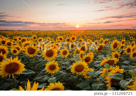 Landscape of ripe golden blooming sunflowers and stunning sunset at the background 131208725
