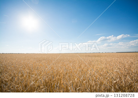 The field of ripe rye at sunset The field of ripe rye at sunset 131208728