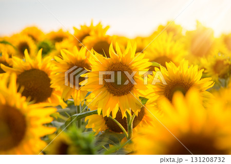 Close up picture of blooming golden sunflowers against sunset in the evening Close up picture of blooming golden sunflowers against sunset in the evening 131208732