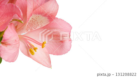 pink alstroemeria flower, Lily of the Incas, in vase on isolated white background 131208822