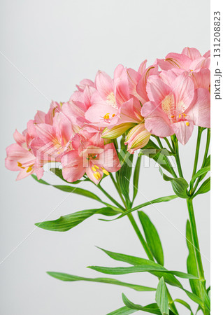 pink alstroemeria flower, Lily of the Incas, in vase on isolated white background pink alstroemeria flower, Lily of the Incas, in vase on isolated white background 131208823