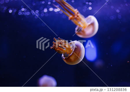 underwater photos of jellyfish Rhopilema esculentum, Flame jellyfish 131208836