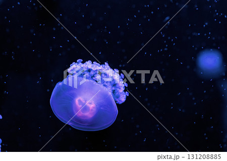 underwater photography jellyfish Cotylorhiza tuberculata, Mediterranean jellyfish underwater photography jellyfish Cotylorhiza tuberculata, Mediterranean jellyfish 131208885