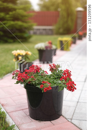 Blooming bright red flowers in a pot on the paving stones at home 131209596