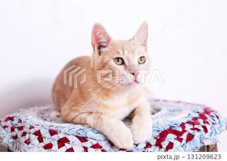 A cat is comfortably laying on a soft blanket while looking at the camera A cat is comfortably laying on a soft blanket while looking at the camera 131209623