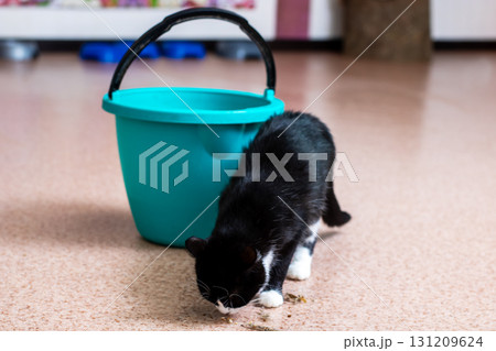 A black and white cat is standing next to a bright blue bucket A black and white cat is standing next to a bright blue bucket 131209624