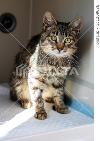A beautiful cat with striking green eyes is sitting gracefully on a table 131209626