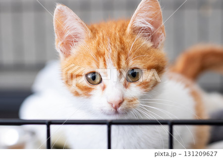 A close up view of an orange and white domesticated cat inside a cage 131209627