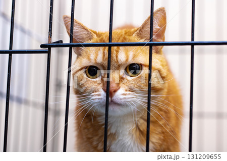 There is an orange and white cat that is currently behind bars in a cage 131209655