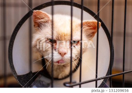There is a cat wearing a cone around its neck that is behind bars 131209656